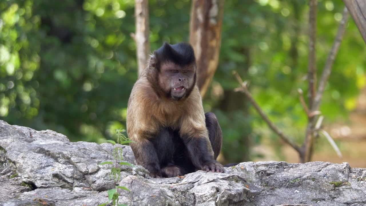 lindo mono capuchino descansando en la roca, comiendo en el desierto y caminando - hermoso día soleado en la vida silvestre - cerrar