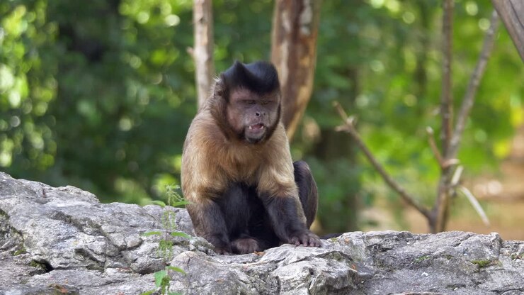 Cute Capuchin Monkey resting on rock, eating in wilderness and walking away- Beautiful sunny day in wildlife - close up