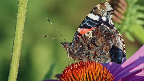 Nahaufnahme-Von-Red-Admiral-Auf-Sonnenhut-Im-Garten