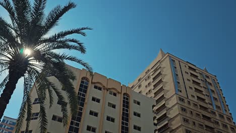palm tree in a residential neighborhood enhance the beauty of the landscape, united arab emirates