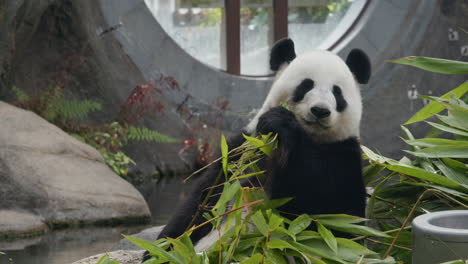 panda comiendo bambú