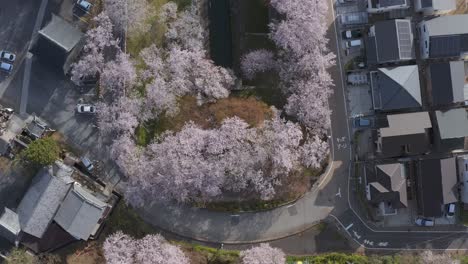 biwako canal and shiga neighborhoods, aerial top down view in spring japan