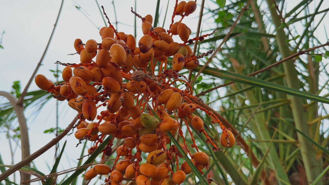 Cinematic low angle orbiting shot of a ripening wild date palm fruit cluster, highlighting vibrant orange dates and tropical palm foliage in natural daylight.