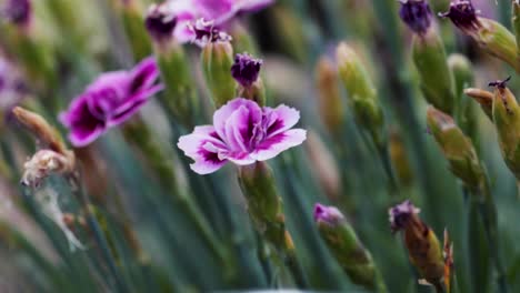 blossoming flowers in british garden with dropped focus background