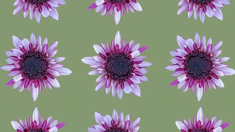 patrón animado de crisantemo rosado en un fondo verde claro. simple animación de concepto de bucle sin costura floral