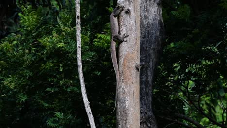el lagarto monitor nublado se encuentra en tailandia y otros países de asia