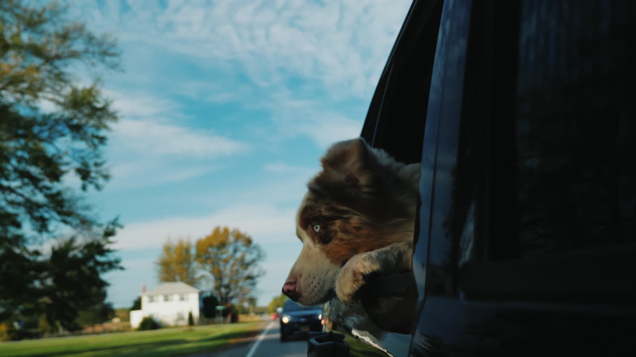 자동차 창 밖을 내다보는 오스트레일리언 셰퍼드 개