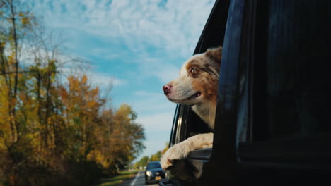 澳洲牧羊犬從車窗外看