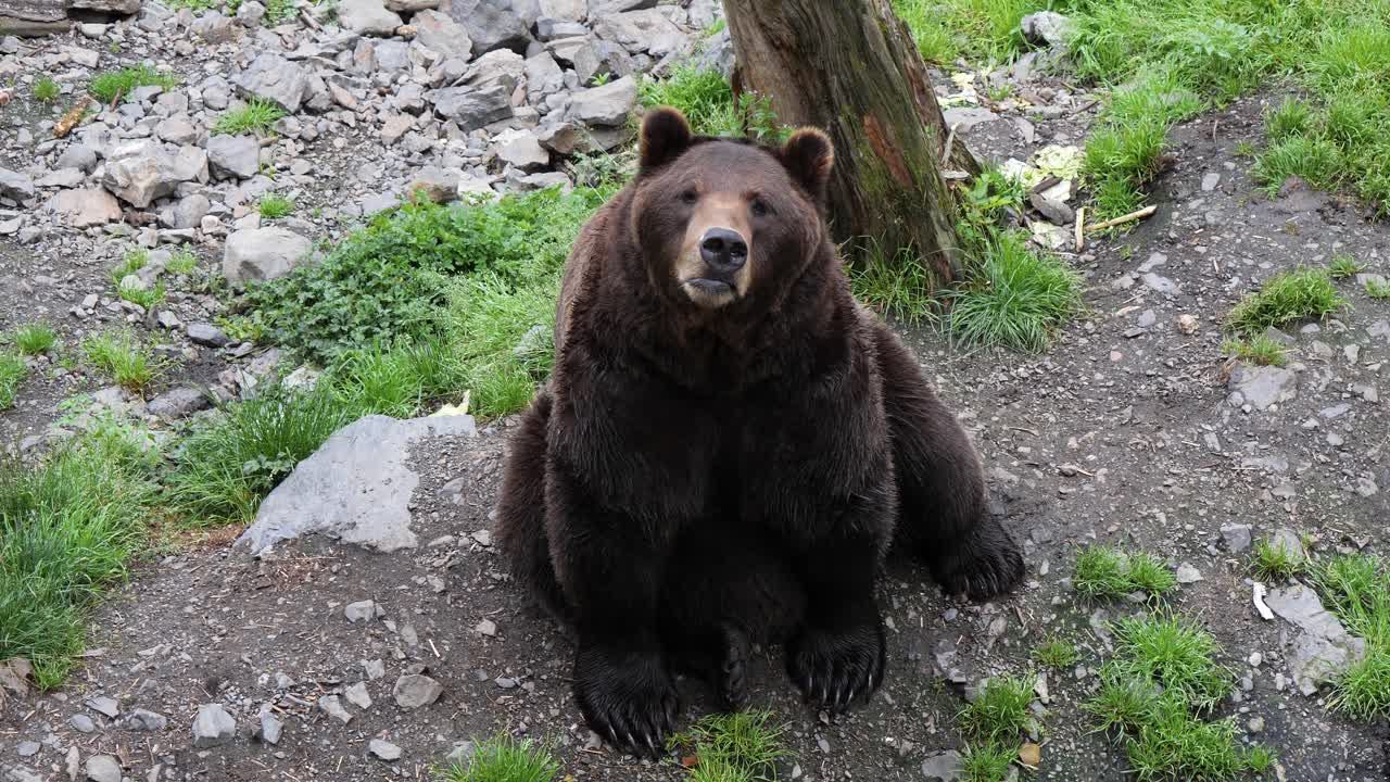 oso marrón sentado y mirando hacia la cámara de video, alaska