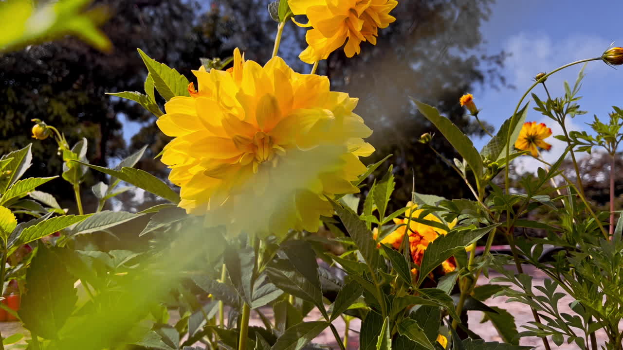 Dolly in close up shot of yellow flowers moving in the breeze in a garden