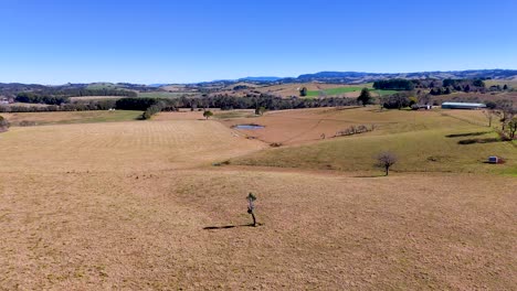 a single person walks through a dry, grassy hill field under clear blue skies, captured by a steadily retreating aerial camera in rural australia