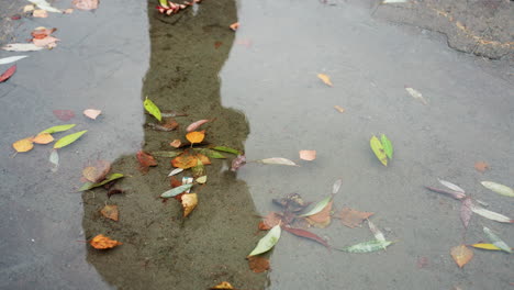 water puddle on wet paved path with scattered colorful autumn leaves reflecting tree silhouettes and human shadow, light snowfall falling gently during cold overcast day in calm peaceful
