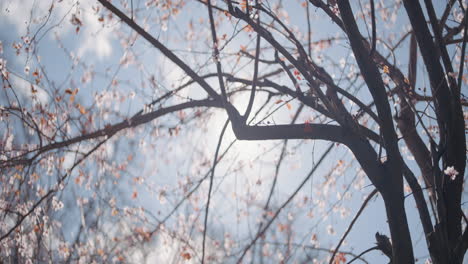 cherry blossoms in springtime