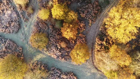 Una-Vista-De-Arriba-Hacia-Abajo-Con-Vistas-A-Un-Bosque-Otoñal-En-El-Corazón-De-Kent-Filmada-En-Dji