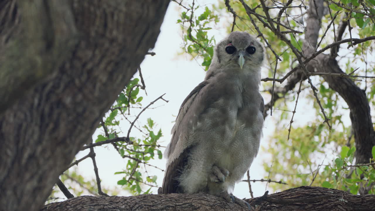Verreaux Eagle Owl sitting on a branch staring straight at the camera in Khwai Botswana Southern Africa - Full frontal fixed shot