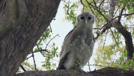 verreaux eagle owl sitting on a branch staring straight at the camera in khwai botswana southern africa - full frontal fixed shot