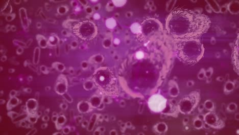 animation of macro covid 19 cells floating on pink background