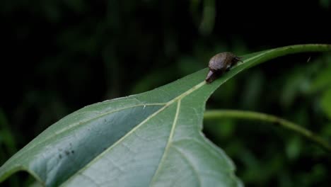 close up shot of brown baby snail resting on leaf in middle rain forest of indonesia