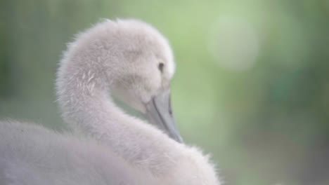 a cygnet swan maintaining it’s feathers by removing unwanted objects