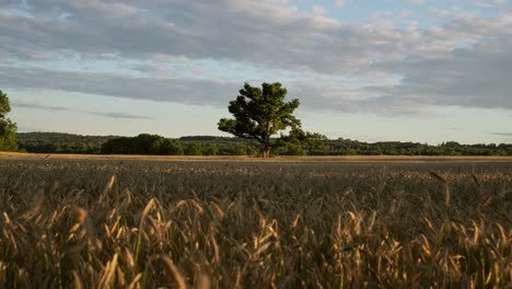 video de lapso de tiempo de verano tranquilo de maizal y árbol en medio del campo