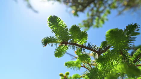 Nahaufnahme-Von-Douglasiennadeln-Gegen-Den-Blauen-Himmel-Im-Wald