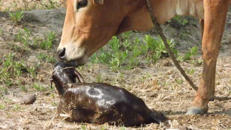 cow baby birth newborn