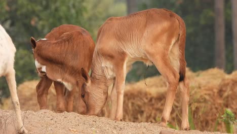 jovens vacas domésticas brincando na areia