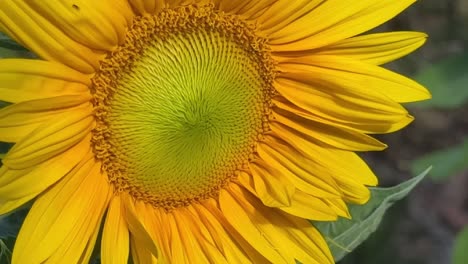 bright yellow sunflower in garden