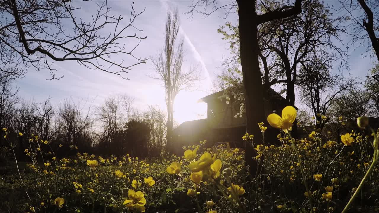 Low angle of a garden full of blooming yellow flowers