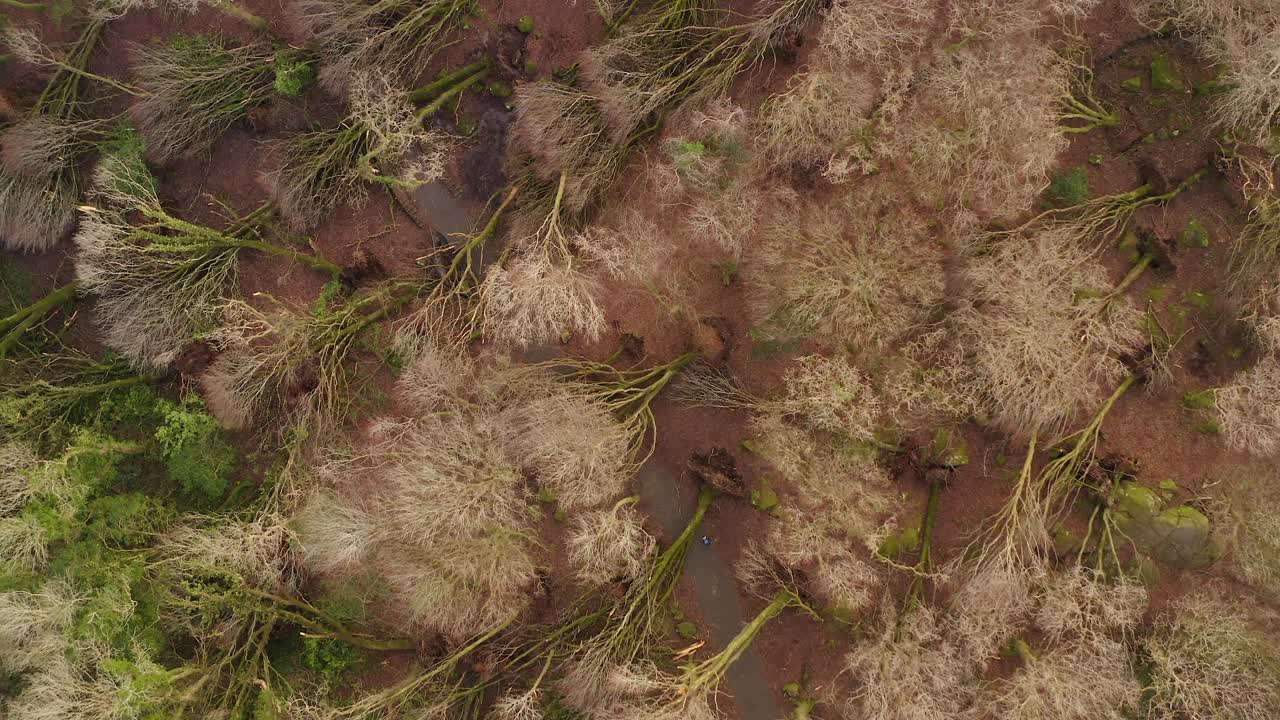 Uprooted tree with twisted roots left exposed after storm winds hit a forest, drone top shot descend
