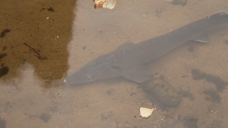 Trout-swims-alone-in-clear-water