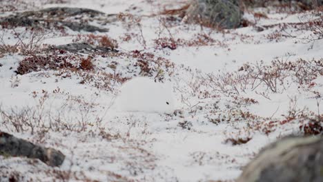 Una-Liebre-ártica-En-Busca-De-Una-Sabrosa-Vegetación-De-Tundra-Entre-La-Nieve-De-Principios-De-Invierno-Cerca-De-Churchill,-Manitoba,-Canadá