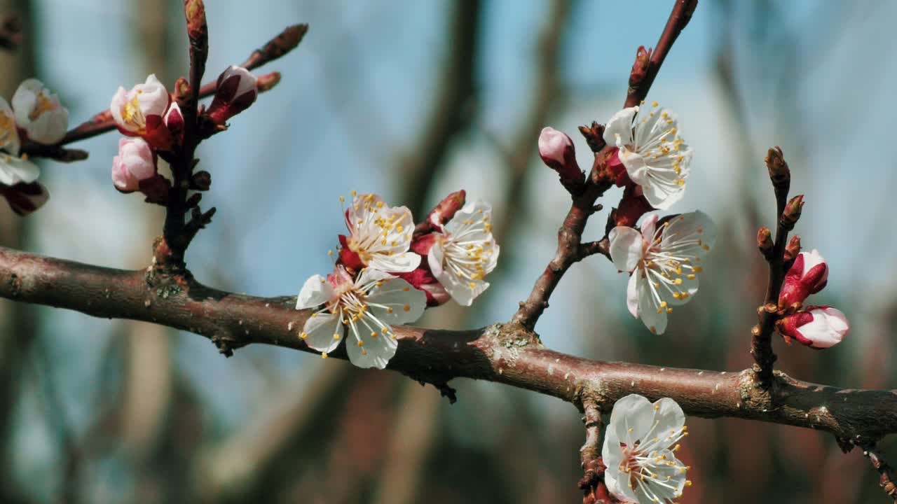 Fiori di pesco in primavera con tempo soleggiato