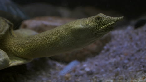 Nahaufnahme-Des-Kopfes-Der-Pelodiscus-Sinensis---Chinesische-Weichschildkröte-Im-Daejeon-Aquarium