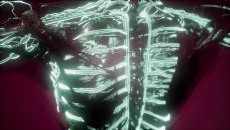 cuerpo humano con vasos sanguíneos brillantes