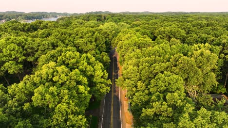 Morning-light-blooming-along-treetops