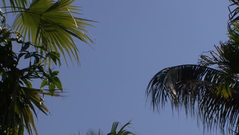 hojas de palmera al sol