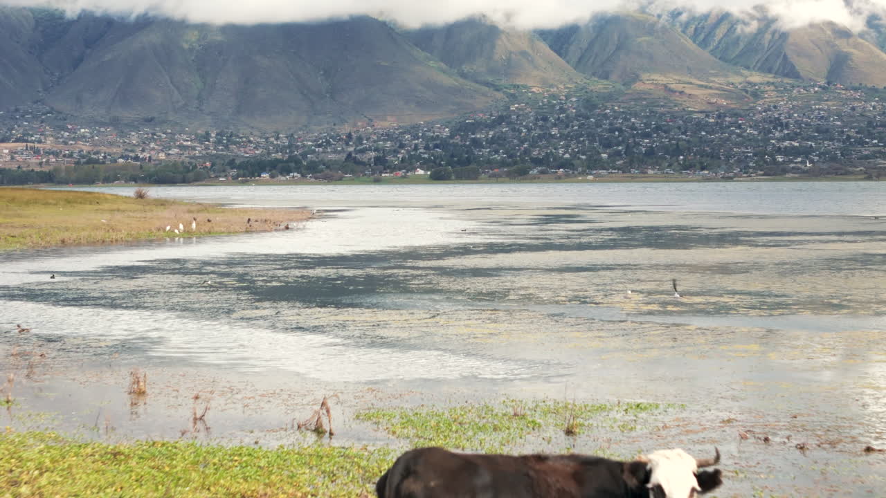 Cows Grazing by a Lake with Mountains in the Background