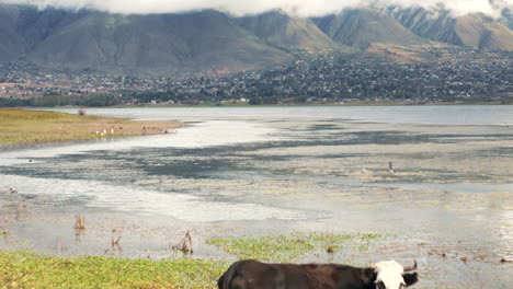 cows grazing by a lake with mountains in the background