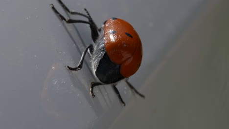 tiny beetle insect crawling on white surface, close up macro view