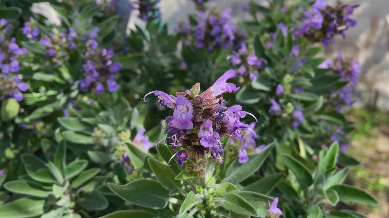 Primo piano al rallentatore di un grappolo di fiori di Salvia officinalis. Alcuni boccioli sono aperti, mostrando fioriture viola con lunghi stami, mentre il resto della pianta appare delicatamente sfocato sullo sfondo