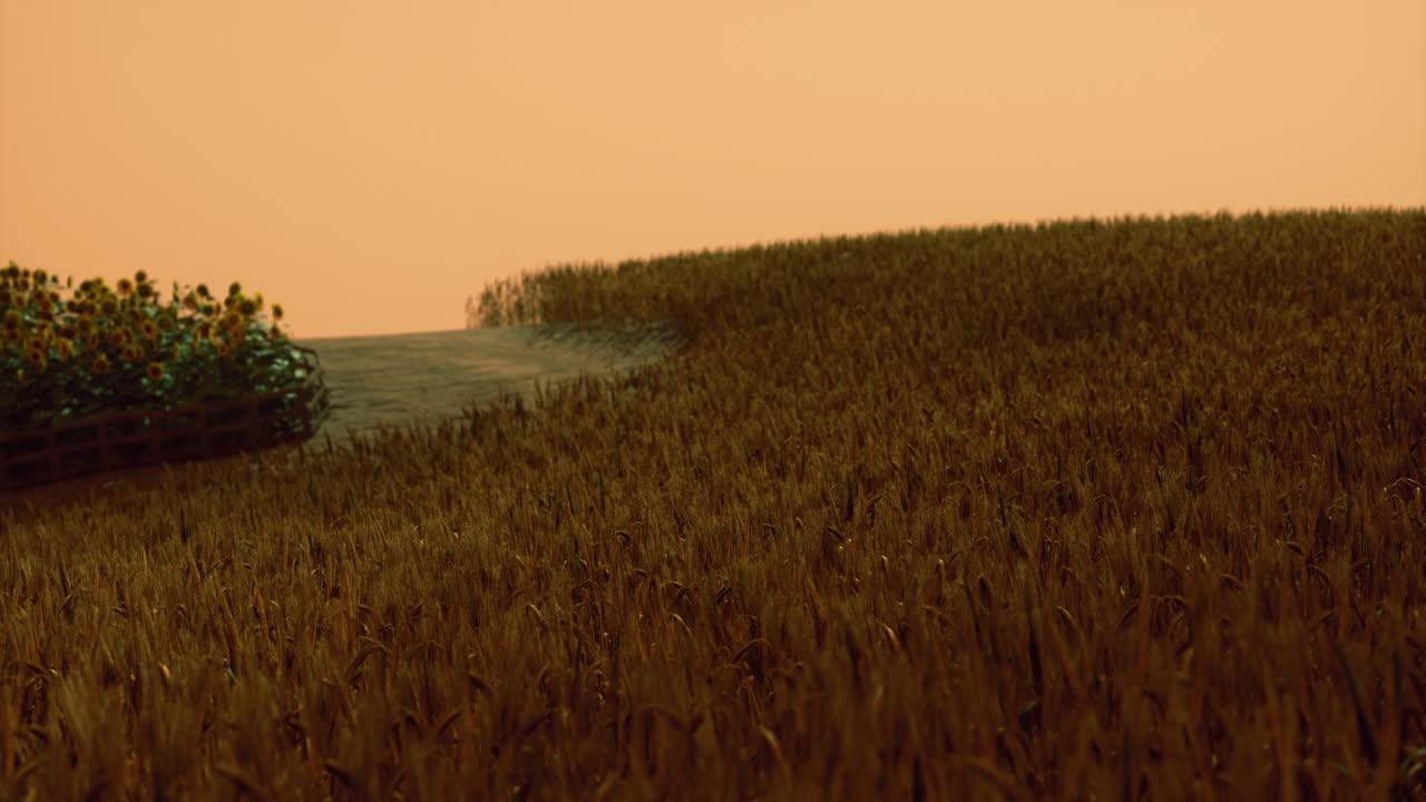 Expansive golden fields of crops with vibrant sunflowers at sunset