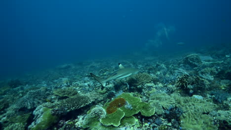 Tiburón-Punta-Negra-Durante-Una-Inmersión-En-Bali