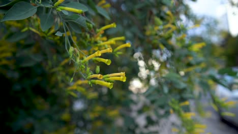 nicotiana glauca es una planta invasora en israel