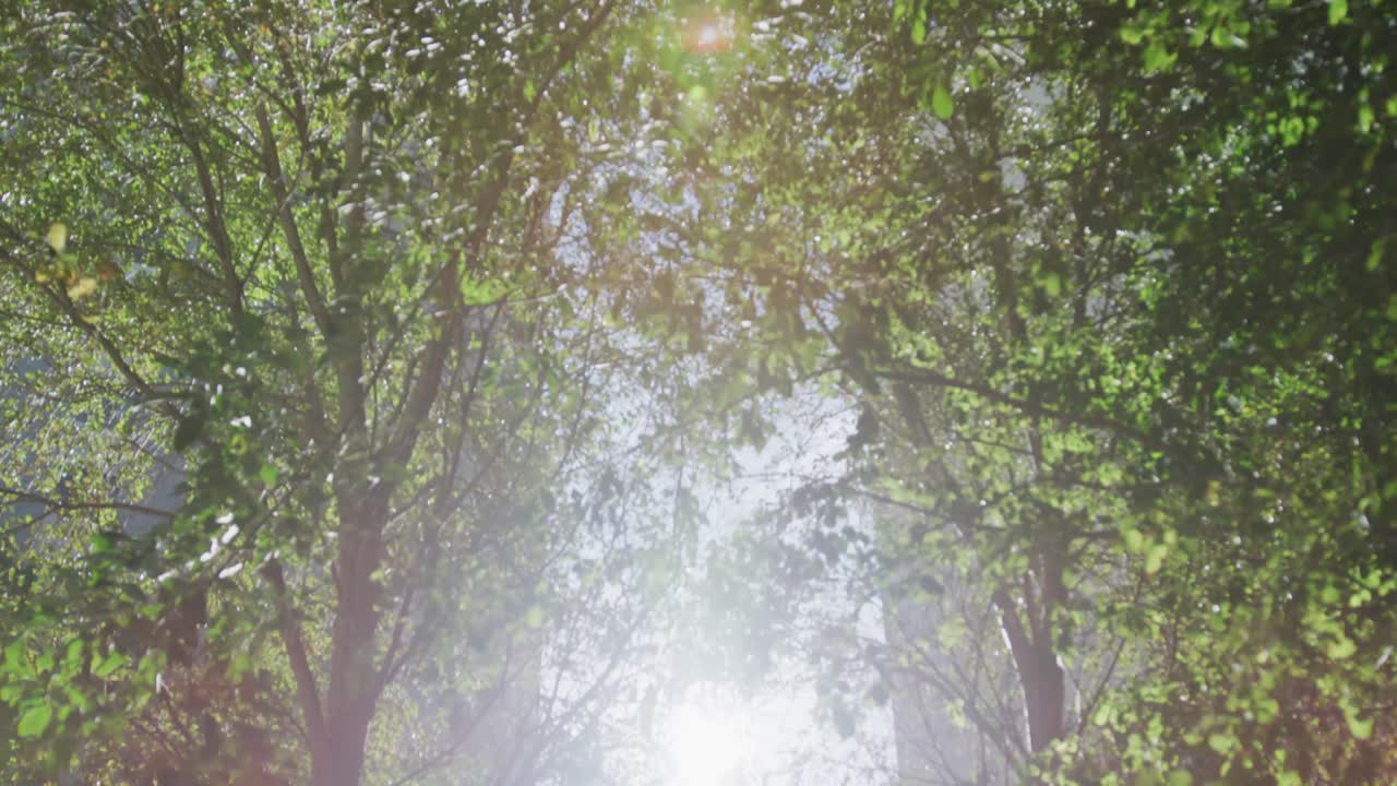 árboles verdes en un parque en una ciudad en un día soleado