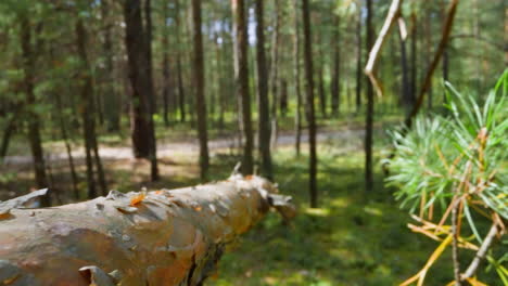 fir tree branch with exfoliated bark in sunny and shady wood