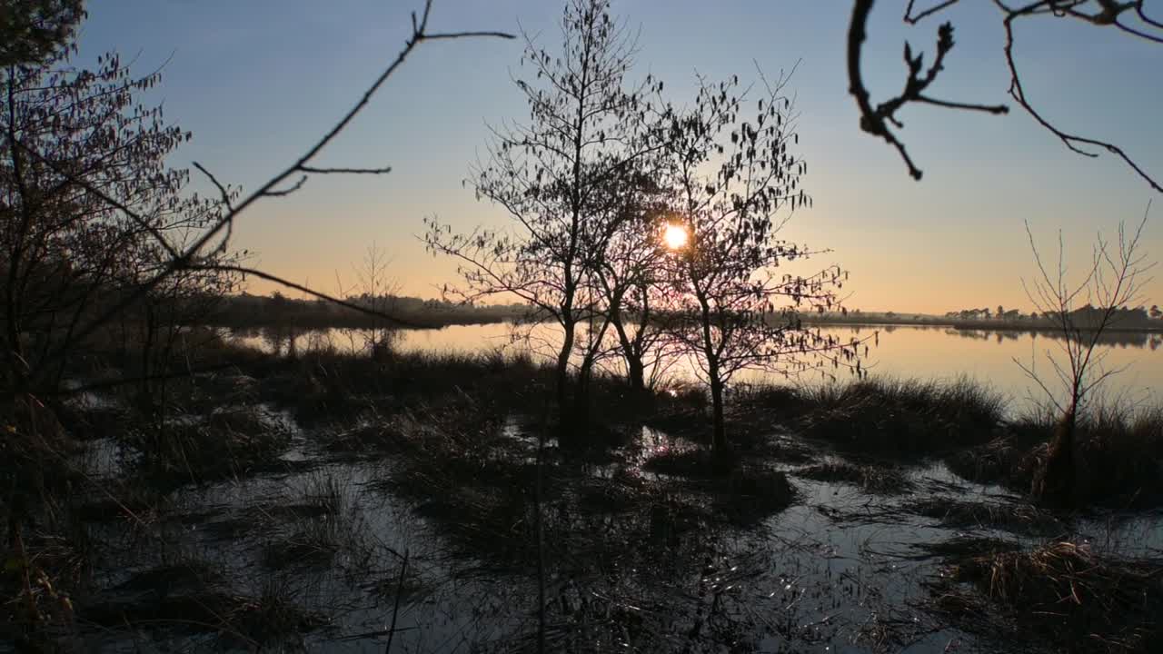 Ilmakuva oksien lomasta, kultaisen tunnin auringonlasku järven ja suon yllä, hidastettuna päiväsaikaan.