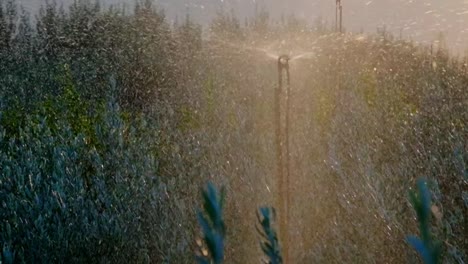 slow-motion-footage-of-tree-saplings-watering-under-the-sun-with-a-sprinkler