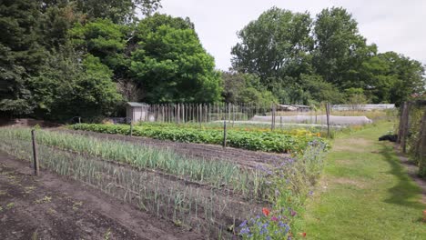 Growing-Plants-On-Urban-Vegetable-Gardens-In-Leiden,-Amsterdam,-Netherlands