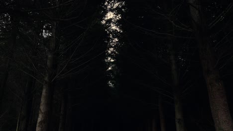 ominous, pitch-black forest at dawn; upwards tilt